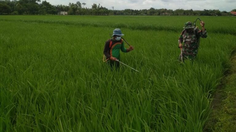 WhatsApp Image 2021-03-29 at 08.20.28