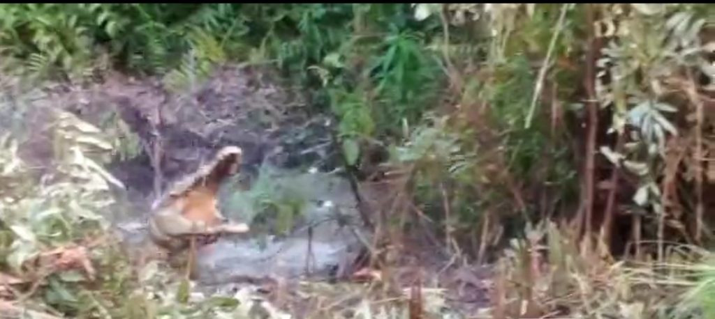 WhatsApp Image 2021-05-25 at 06.14.11