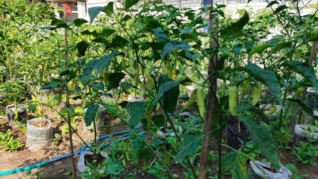 WhatsApp Image 2021-06-08 at 13.26.11