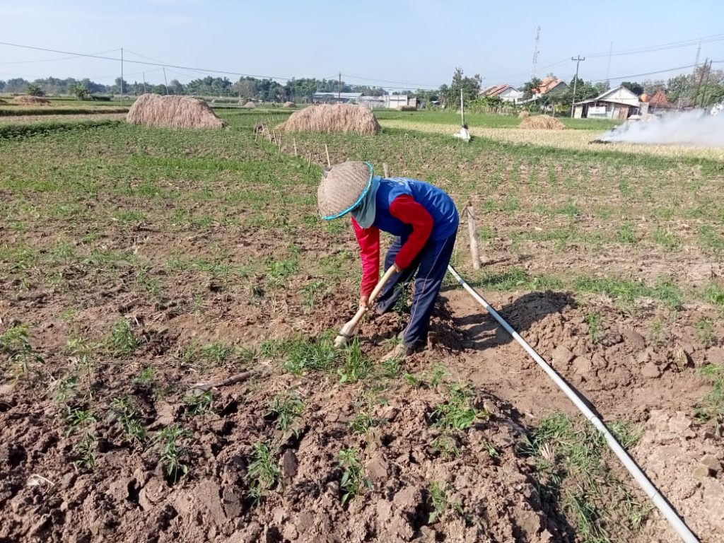 WhatsApp Image 2021-06-20 at 16.34.33