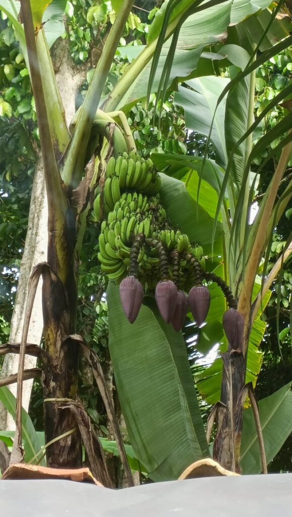 WhatsApp Image 2023-02-05 at 04.26.06