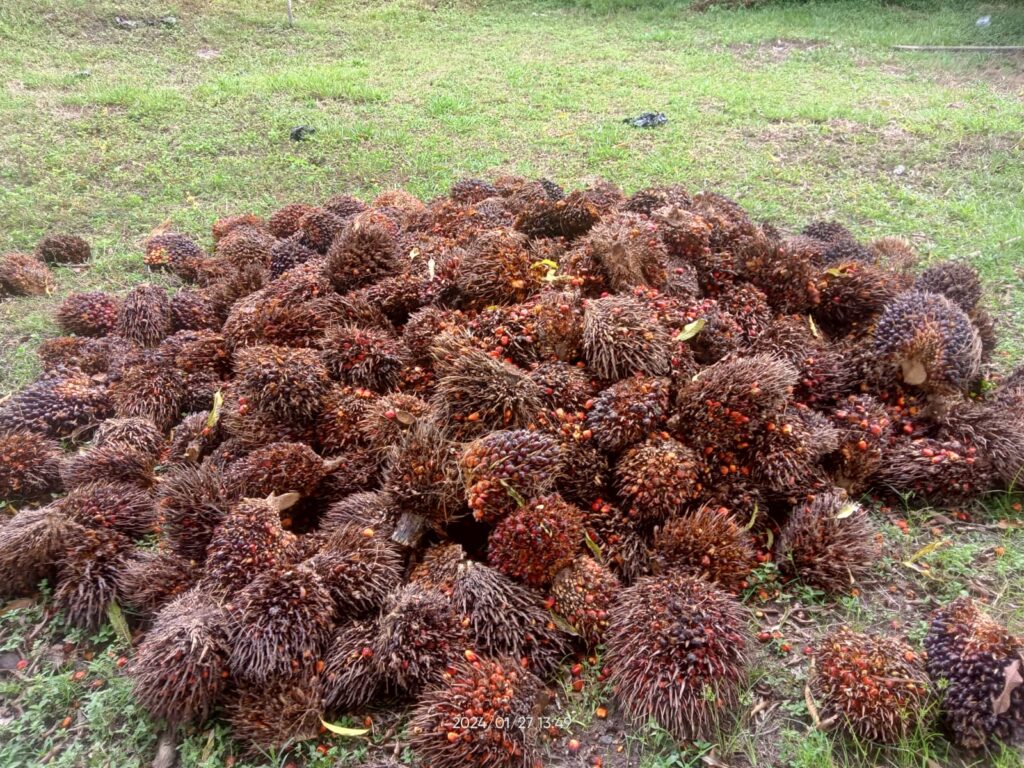 WhatsApp Image 2024-01-29 at 03.29.28