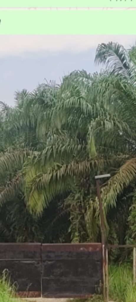 WhatsApp Image 2025-02-06 at 15.54.23