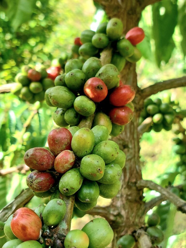 Kopi Sawahlunto Harapan Baru 4