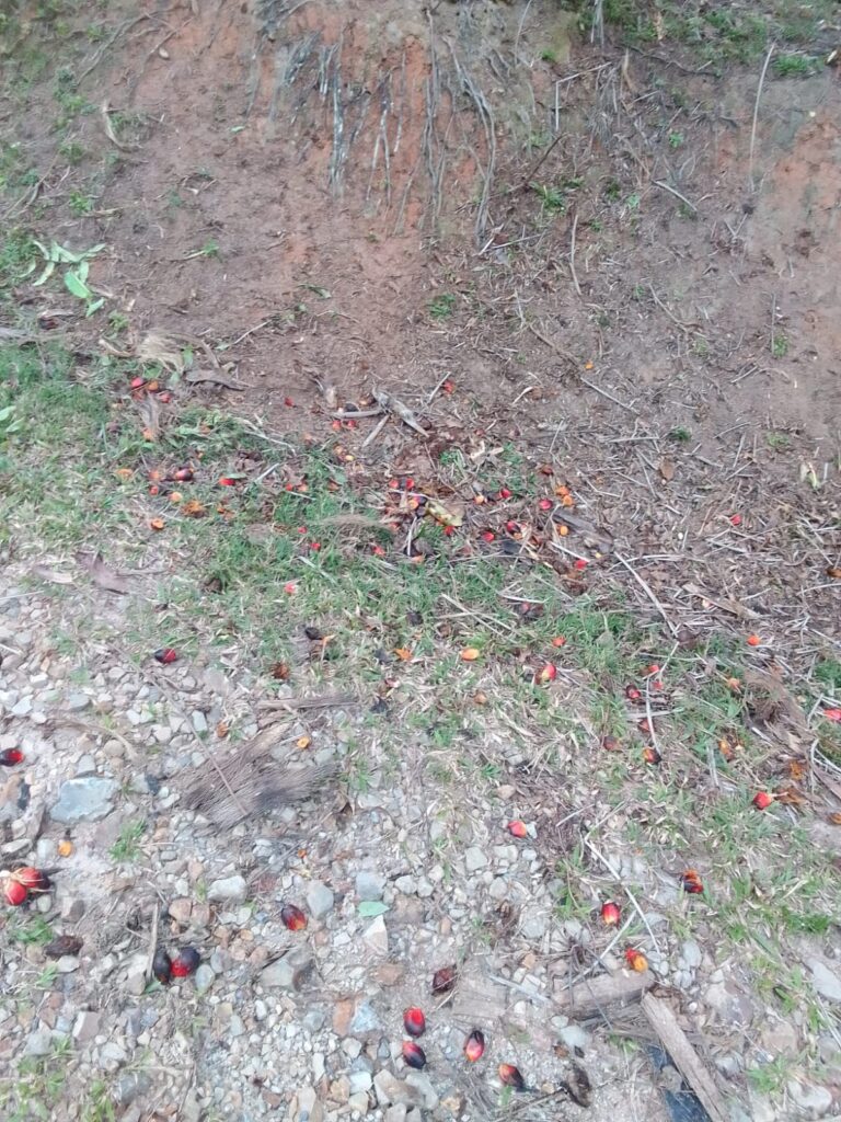 WhatsApp Image 2026-02-03 at 20.24.29